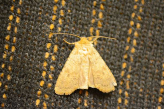 How To Protect Sweaters From Moths